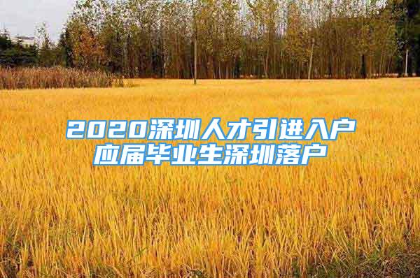 2020深圳人才引进入户应届毕业生深圳落户