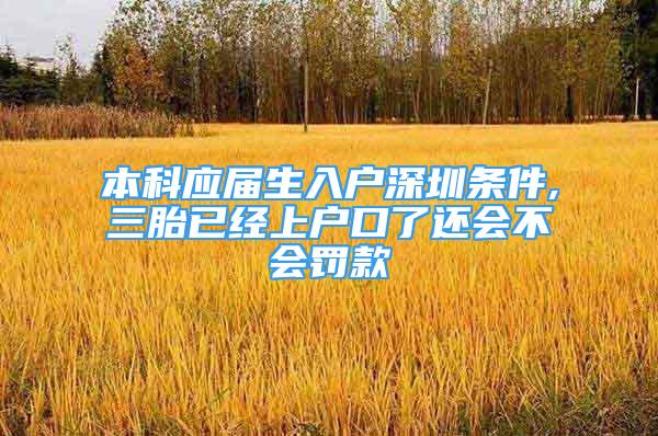 本科应届生入户深圳条件,三胎已经上户口了还会不会罚款