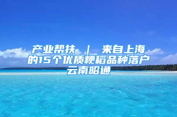 产业帮扶 ｜ 来自上海的15个优质粳稻品种落户云南昭通