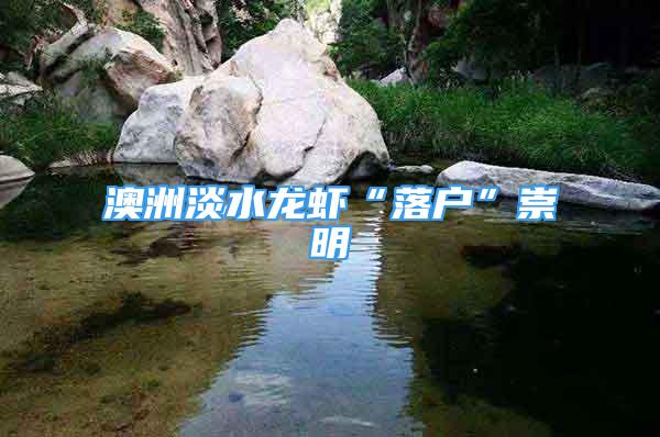 澳洲淡水龙虾“落户”崇明