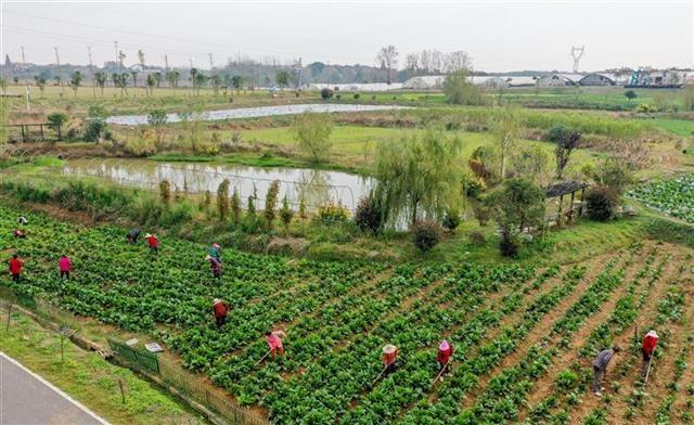 扎根助农脱贫，心系一线战疫，海归女博士岳文雯：把“我家的地”种成大家的地